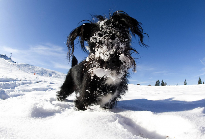 Psi uživaju u igri na snijegu...