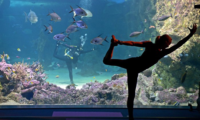 Vivijen Spirs asistira instruktorki joge Saši Hauli u Sidnejskom morskom akvarijumu...