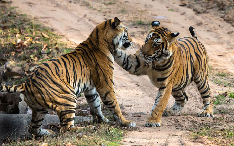 Borba tigrova u indijskom nacionalnom parku Bandavgar... (FOTO: Rex Features)