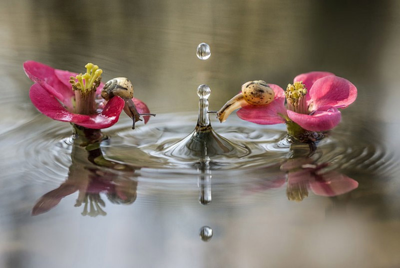 Cvijet na vodi