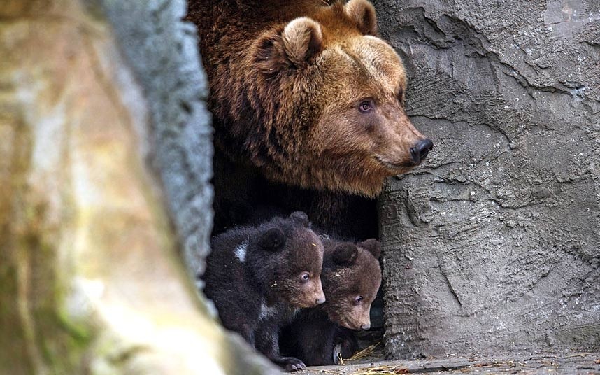 Smeđi medvjed Maša sa mladuncima viri iz svoje pećine u Hagenbeku - zoo vrtu u Hamburgu, Njemačka...