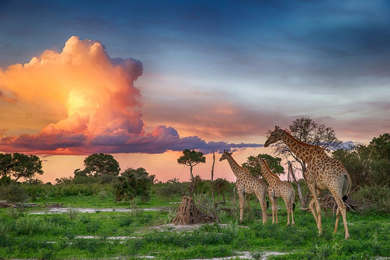 Zalazak sunca u savani nakon šest kišnih dana u Okavango delti, Bocvana...