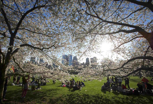 Nacionalni festival cvjetanja trešanja svake godine obilježava početak proljeća u Vašingtonu.