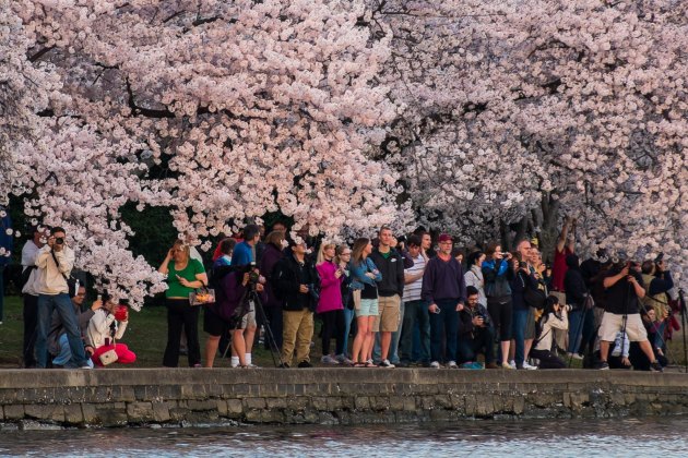 Njime se slavi više od tri hiljade stabala japanske trešnje koje je grad Tokio poklonio Vašingtonu prije 100 godina.
