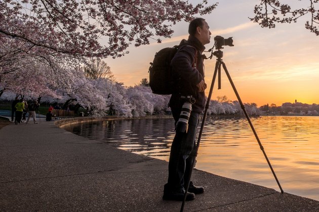 Festival cvjetanja japanske trešnje u Vašingtonu.