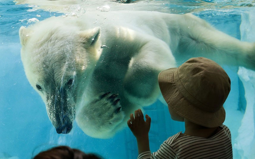 Polarni medo u bazenu. Zoološki vrt Tokio.