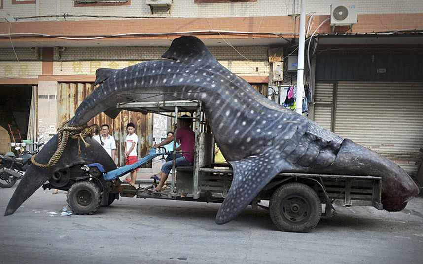Ulov jednog od lokalnih ribara u mjestu Јangzi, provincija Fudžijan... Prema tamošnjim medijima ovaj kit dugačak je 5 metara i težak 2 tone...