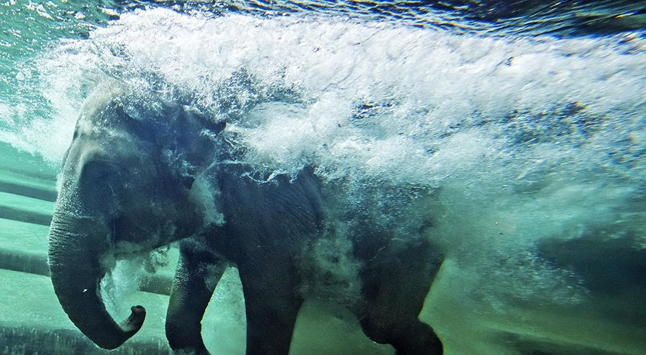 Podvodni slon: 
Da li mu je vruće ili se igra ne znamo, ali je očigledno da ovaj slon uživa u ronjenju u Zoo vrtu u njemačkom gradu Lajpcigu.