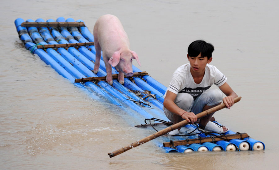 Kina - poplave: Na splavu sa svinjom