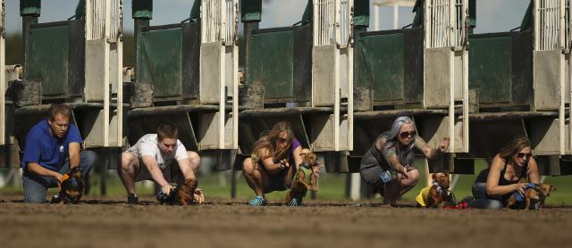 Trka pasa u sedam disciplina na konjićkoj stazi u Minesoti.