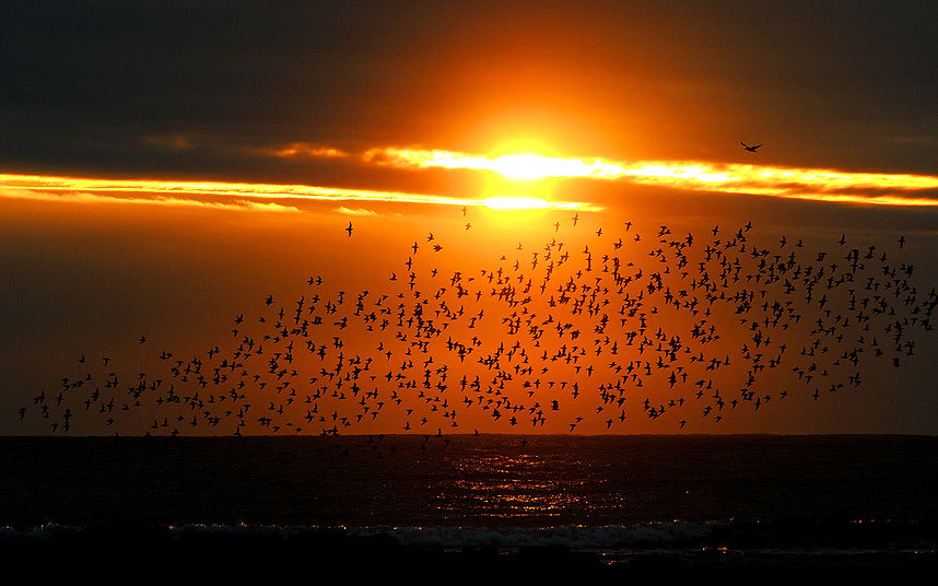 Јato morskih prica leti, u rane večernje sate, preko jezera u blizini Vitli Beja, Nort Tainsajd