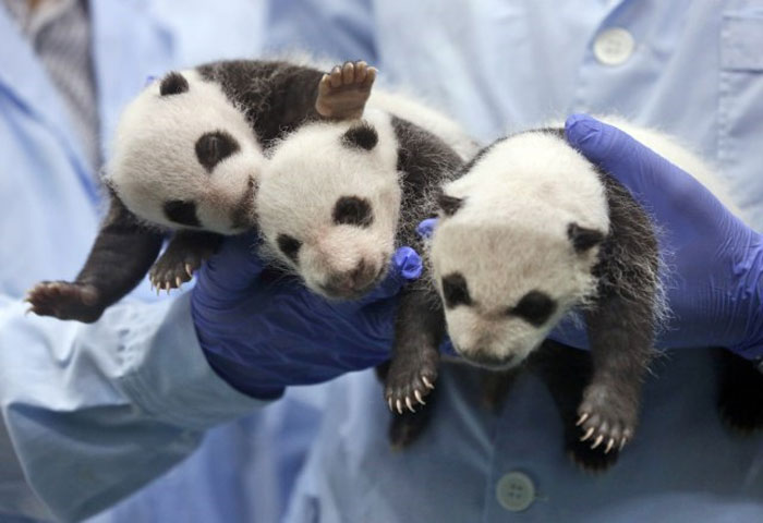 Tri malene pande, jedine trojke na svijetu  koje su preživjele, otvorile su oči  prvi put nakon više od mjesec dana od rođenja u kineskom zoo-vrtu.