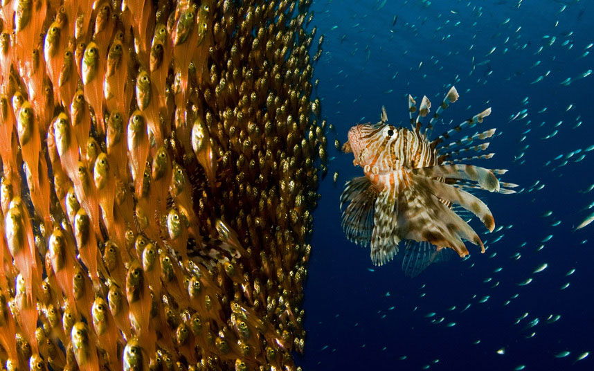 Јato mladih riba bježi ispred gladne ribe lava u Crvenom moru