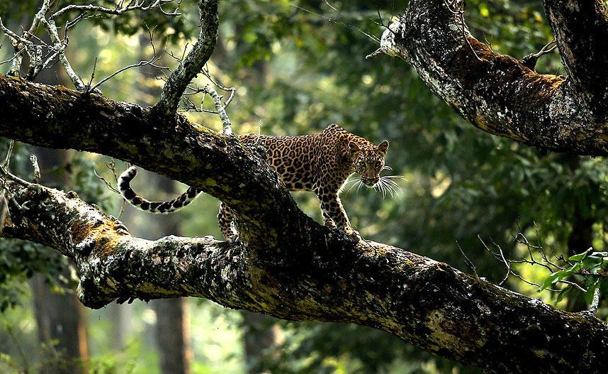 Leopard u šumi