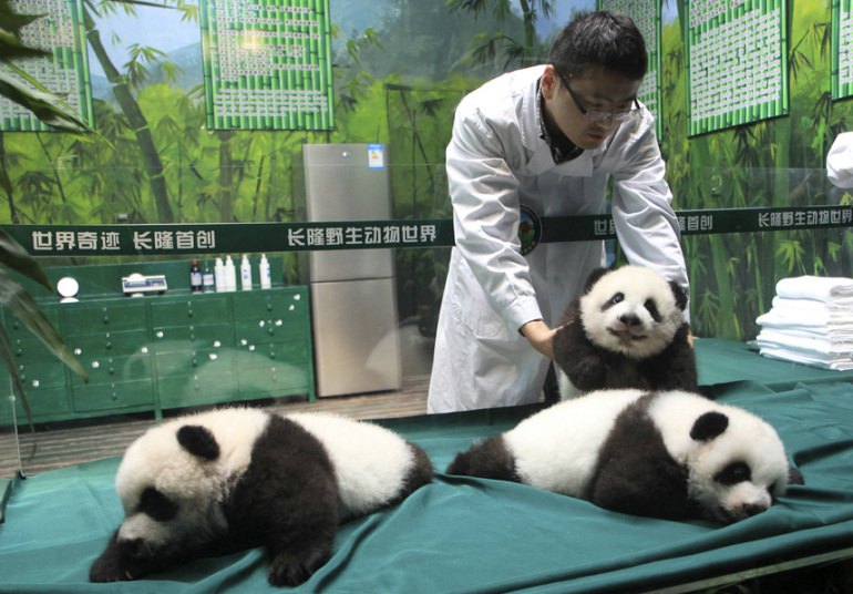 Veterinar pregledava pande u jednom kineskom safari parku...