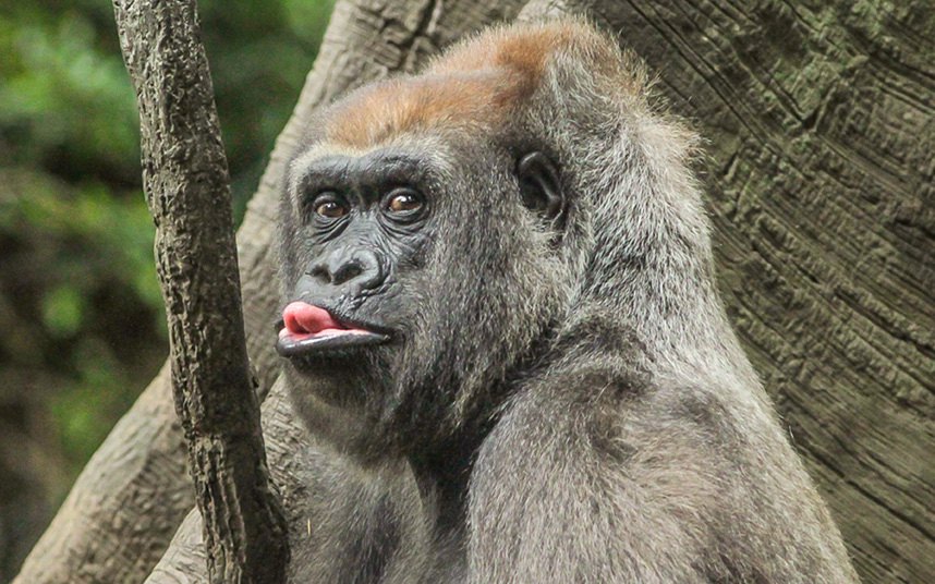 Gorila Јulija pred kamerama u Bronks zoo vrtu u Njujorku... (Foto: Blank/HotSpot Media)