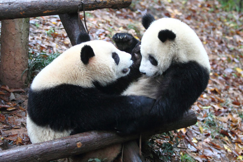 Igra dvije pande u Kini