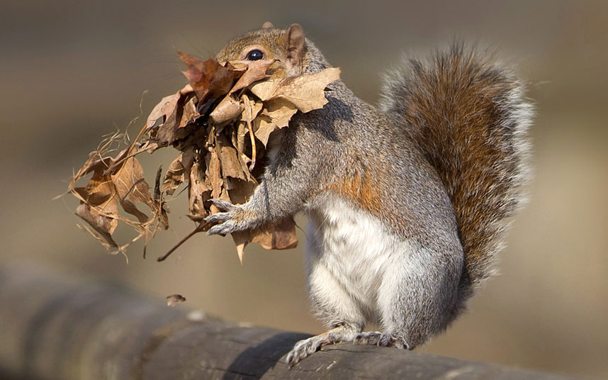 Vjeverica koja skuplja lišće