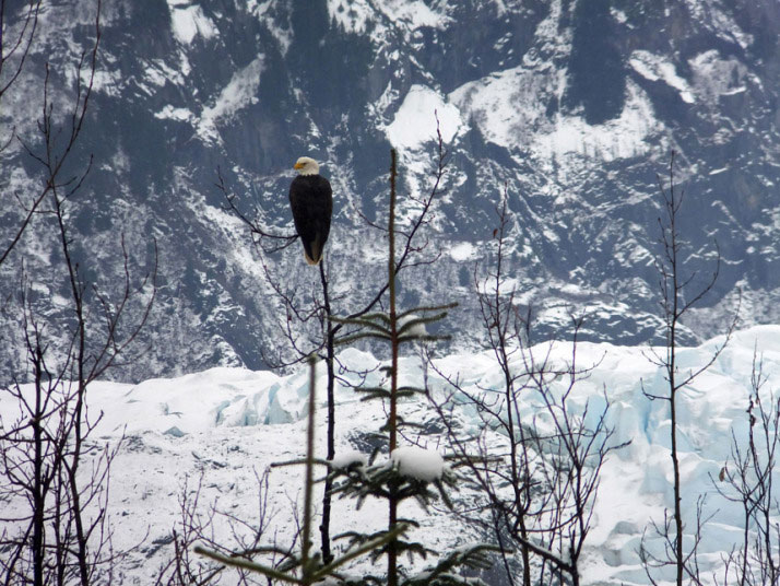 Gologlavi orao snimljen na drvetu u blizini glečera Mendelhol na Aljasci