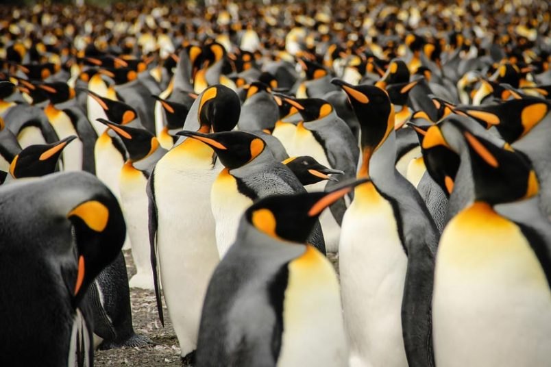 U kraljevstvu pingvina