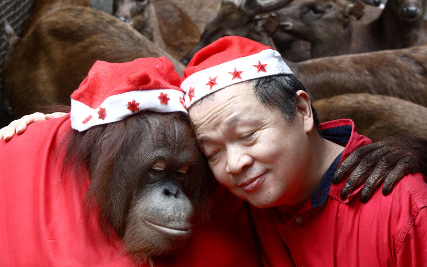 Orangutan u svečanoj odjeći tokom božićne zabave u zoološkom vrtu Malabon na Filipinima(foto:Xinhua News Agency/REX)
