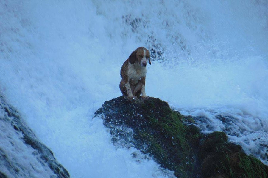 Pas koji sjedi na stijeni ispod slapa (foto:Nacionalni park Una)