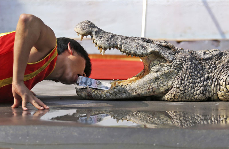 Trener krokodila sprovodi fatalnu tačku za posjetioce u zoološkom vrtu u kineskom gradu Venling   (Foto: Reuters/Stringer)