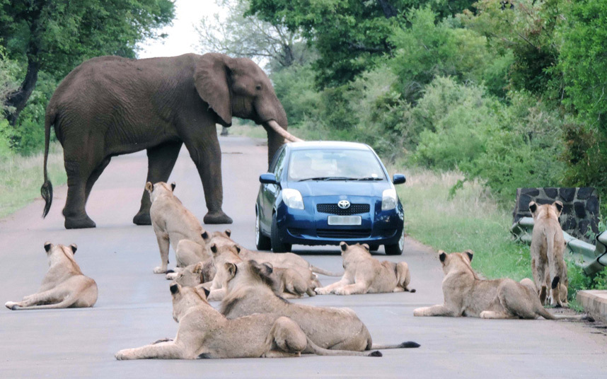 Vozač malog plavog auta našao se u nezgodnoj situaciji naletivši na ponosne lavove koji ne žele da se pomjere i slona koji mu blokira put iza njega...(Kruger nacionalni park, Јužna Afrika)