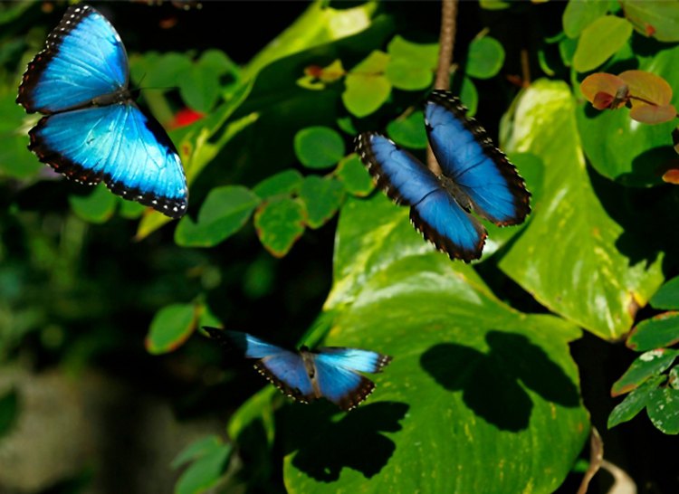 Stotine leptira lepršaće velikim kavezom za ptice u Safari parku zoološkog vrta u San Dijegu u okviru izložbe nazvane "Leptirova džungla"