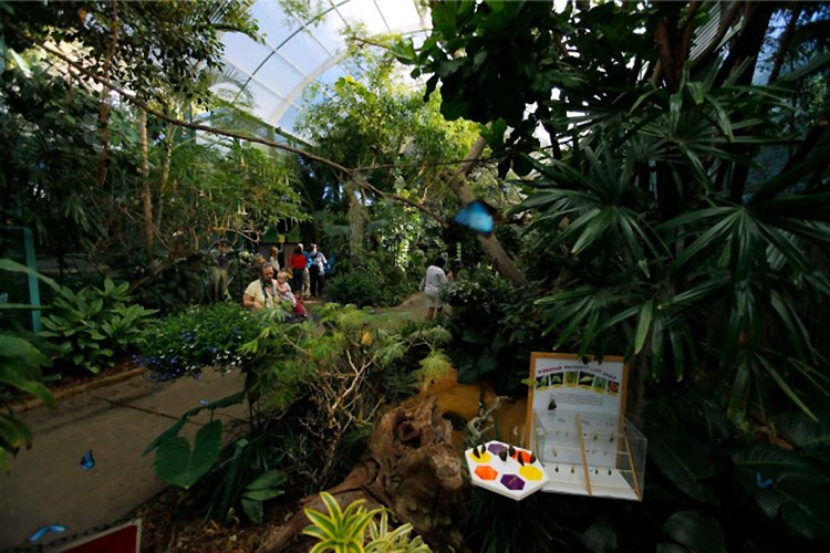 Stotine leptira lepršaće velikim kavezom za ptice u Safari parku zoološkog vrta u San Dijegu u okviru izložbe nazvane "Leptirova džungla"