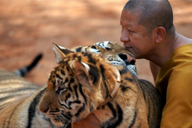 Bengalski tigrovi su prilično "bliski" sa ljudima u hramu "Vat Pa Luang Ta Bua", poznatom kao Tigrov hram, u tajlandskoj provinciji Kančanaburi...