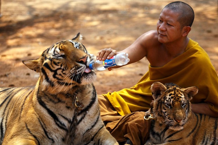 Bengalski tigrovi su prilično "bliski" sa ljudima u hramu "Vat Pa Luang Ta Bua", poznatom kao Tigrov hram, u tajlandskoj provinciji Kančanaburi...
