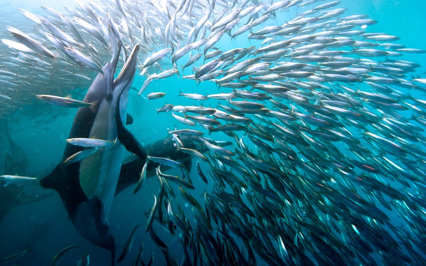 Sardine su formirale orgomnu loptu kako bi zastrašile gladne delfine na istočnoj obali Јužne Afrike. Foto::  Michael Aw/Solent News