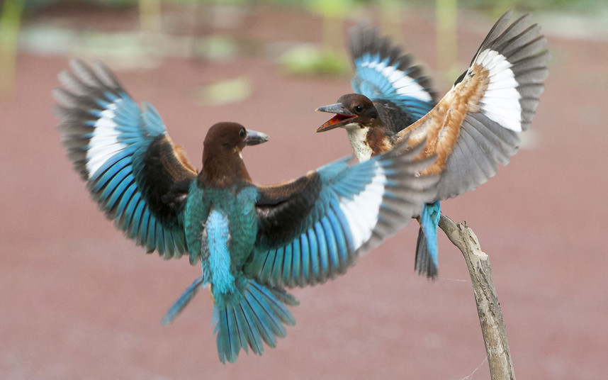 Borba između dvije ptice u gradu Јiujang, Јangzi provincija - Kina (Foto: Ping Yan/REX)