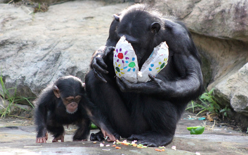 Šimpanze uživaju u uskršnjim poslasticama na Taronga Zoo u Sidneju, Australija