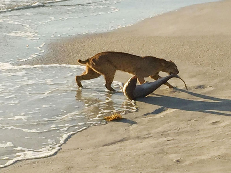 Vero plaža, Florida - Velika mačka vuče ajkulu na obalu