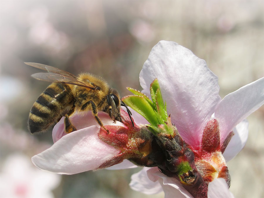 Pčela na cvijetu (foto: Darijan Živković, Prnjavor)