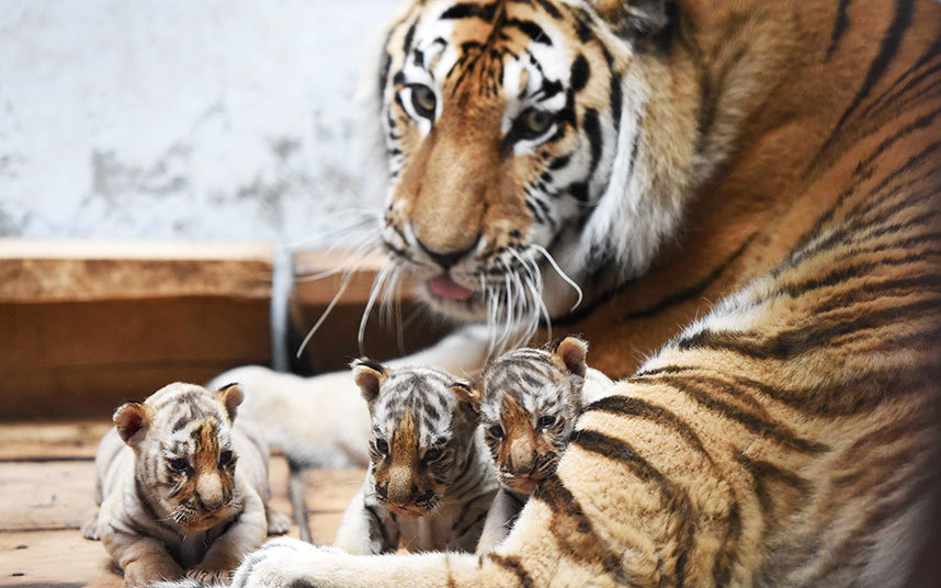 Mladunčad sibirskog tigra sa svojom majkom u "Siberian Tiger Park" u sjeveroistočnoj Kini...