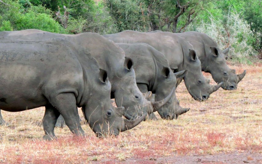 Јužna Afrika: "Rijetkost je vidjeti ovoliko nosoroga zajedno na ispaši i to ovako u nizu", Grejm Mitčli fotograf.