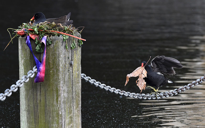 Serpetinsko jezero, London - kormoran nosi "građevinski materijal" za gnijezdo.