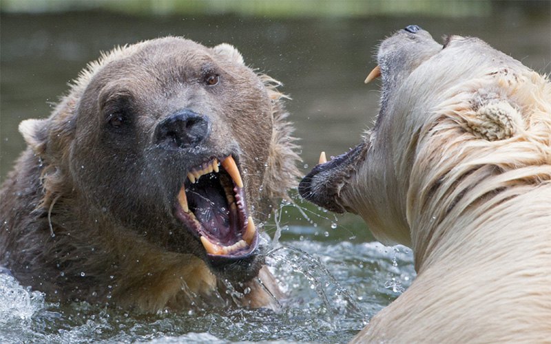 Hibridni medvjedi u zoo vrtu Osnabruek u Njemačkoj. Hibridni ili kapućino medvjedi su mješanci grizlija i polarnog medvjeda. (foto: EPA/FRISO GENTSCH)