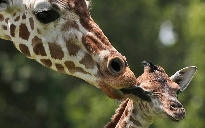 Žirafa i njeno mladunče u zoološkom vrtu u Oklahoma Sitiju / SAD
