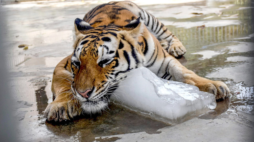 Tigar se rashlađuje u ZOO vrtu u Karačiju
