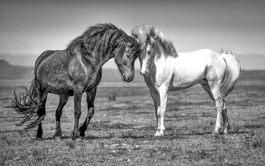 Savršena interakcija između dva konja, hemija i flert. "Camargue" regija u Francuskoj inače poznata po bijelim konjima... (Foto: telegraph.co.uk/Kerry Hendry)
