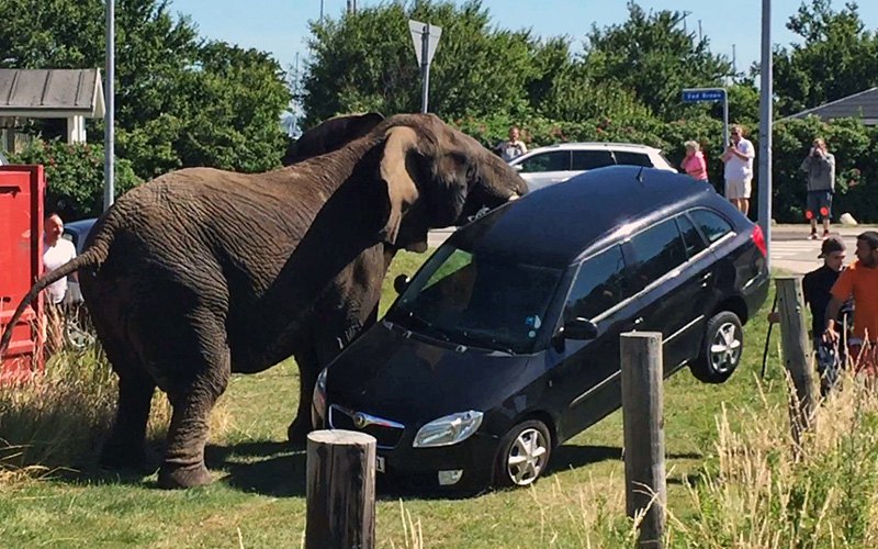 Danaska - pobješnjeli cirkuski slon prevrće automobil jednog od posjetilaca (Oddmar Nygard / Barcroft Media)