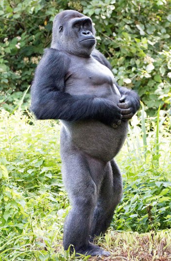 Gorila koji hoda uspravno kao čovjek u zoo vrtu u Peintonu / Engleska (foto: Rex)
