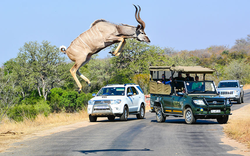 Nacionalni park Kruger, Јužna Afrika - Kudu skače na oduševljenje turista  (Foto:Greatstock / Barcroft Media)