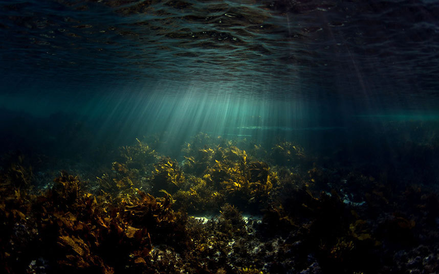 Čudesni podvodni svijet