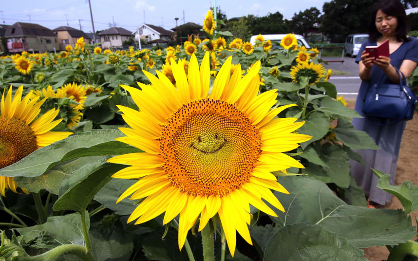 Osmijeh uočen na jednom od suncekreta na poljima blizu Tokija...
