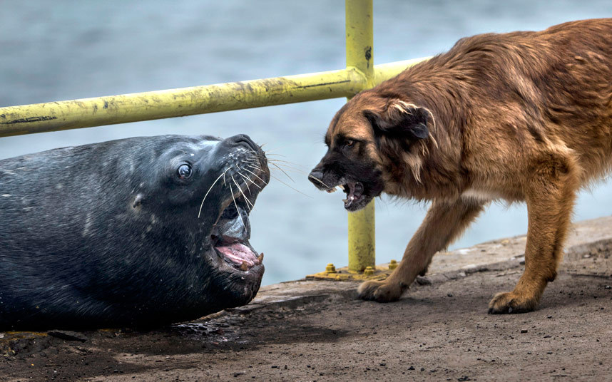 Svađa oko ribe između psa i mnogo gabaritnijeg rivala na obalama Čilea... (Foto:Alberto Ghizzi Panizza / Caters News)